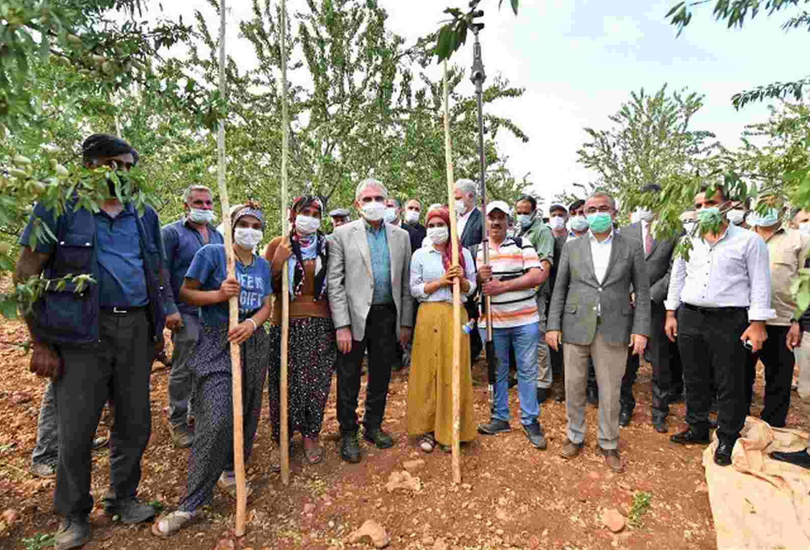 Vali Karaloğlu, Eğil’de işçilerle badem hasadı yaptı