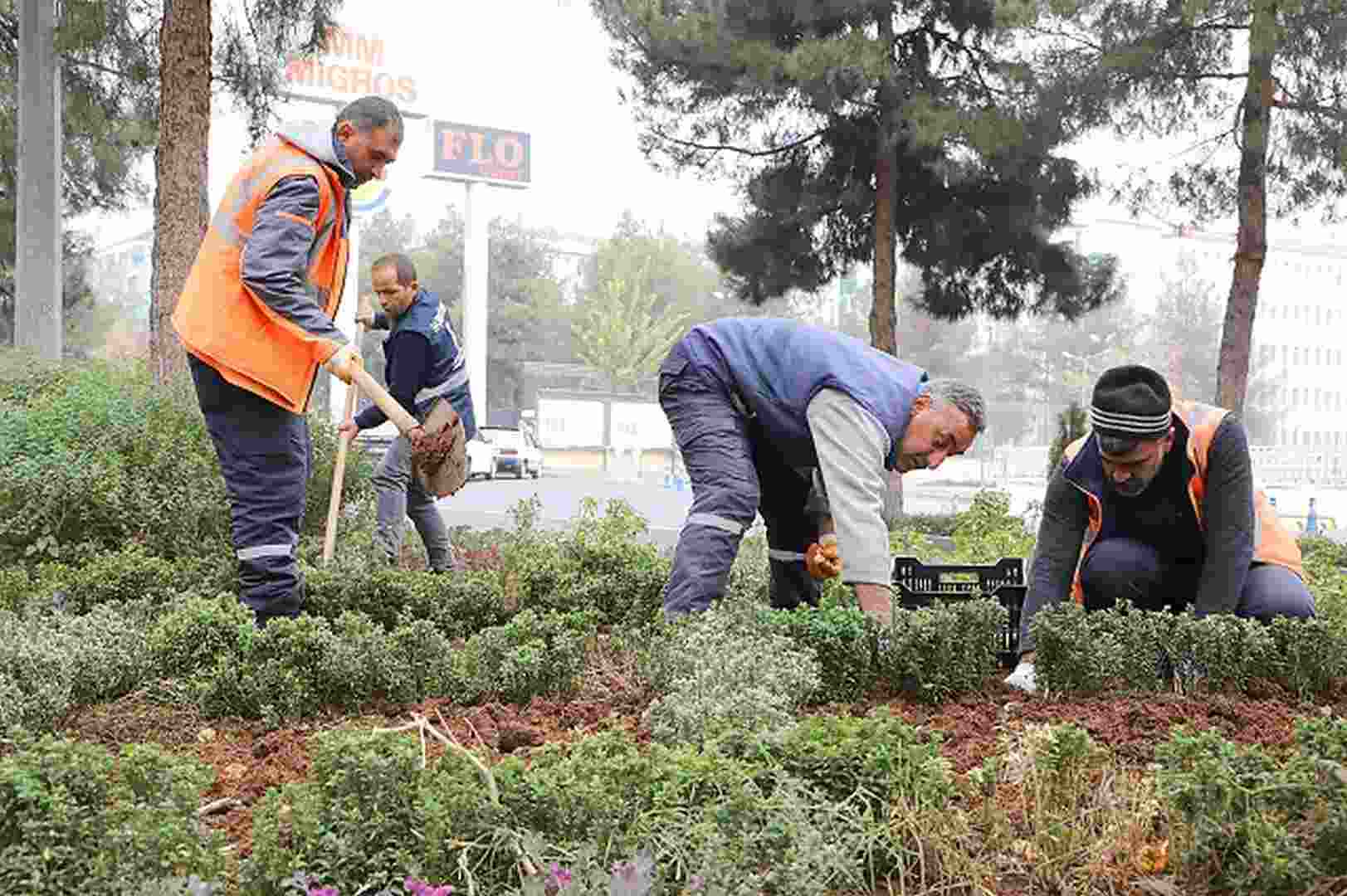 210 bin lale soğanı toprakla buluşuyor