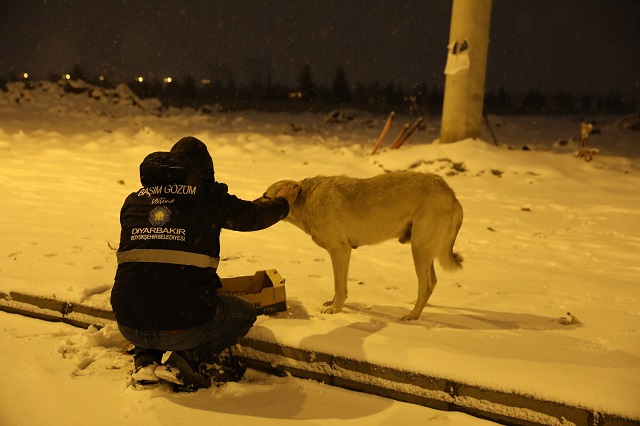DBB sokak hayvanları için 50 noktaya mama bıraktı