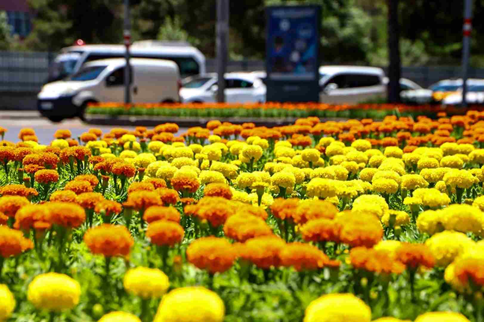 Bulvarlar rengarenk çiçeklerle süslendi