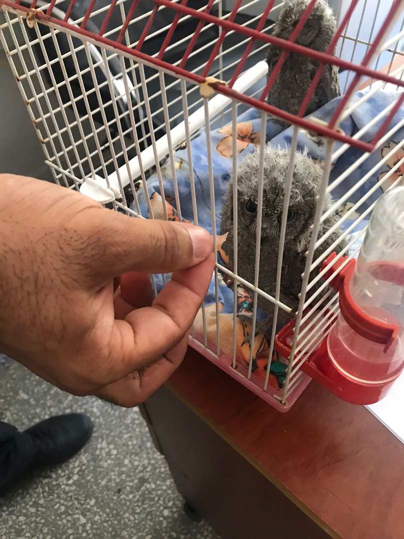 Dicle İlçesinde bulunan 2 baykuş yavrusu koruma altına alındı