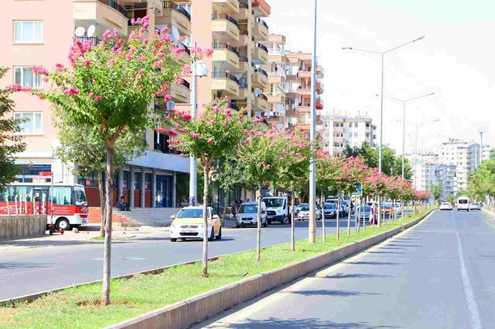 Refüj ve kavşaklar Oya ağaçları ile renklendi