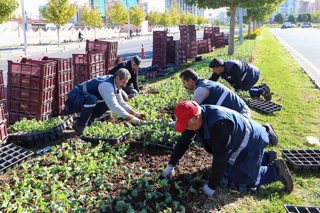 1 milyon 200 bin mevsimlik çiçek dikimi çalışmaları başladı