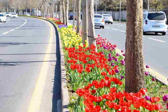 Laleler, kavşak ve orta refüjleri renklendirdi