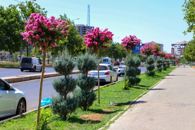 Refüj ve kavşaklar Oya ağaçları ile renklendi
