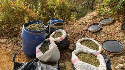 Diyarbakır’da 1 ton 168 kilogram esrar, 177 bin 250 kök kenevir bitkisi ele geçirildi