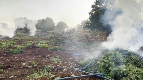 Diyarbakır’da uyuşturucu operasyonunda 403 kilogram esrar, 272 bin 200 kök kenevir bitkisi, 151 bin kök skunk bitkisi ele geçirildi