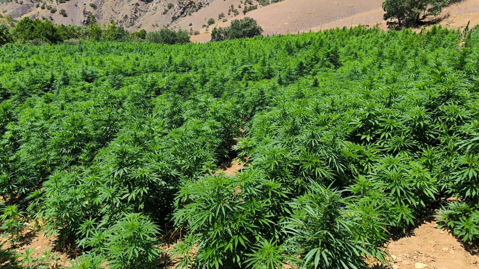 Diyarbakır’da 1 milyon 229 bin 300 kök kenevir/skunk bitkisi, 379 kilogram esrar ele geçirildi