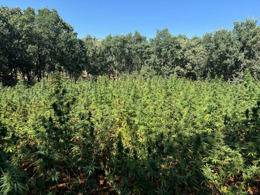 Diyarbakır’da 170 bin 500 kök kenevir bitkisi ele geçirildi