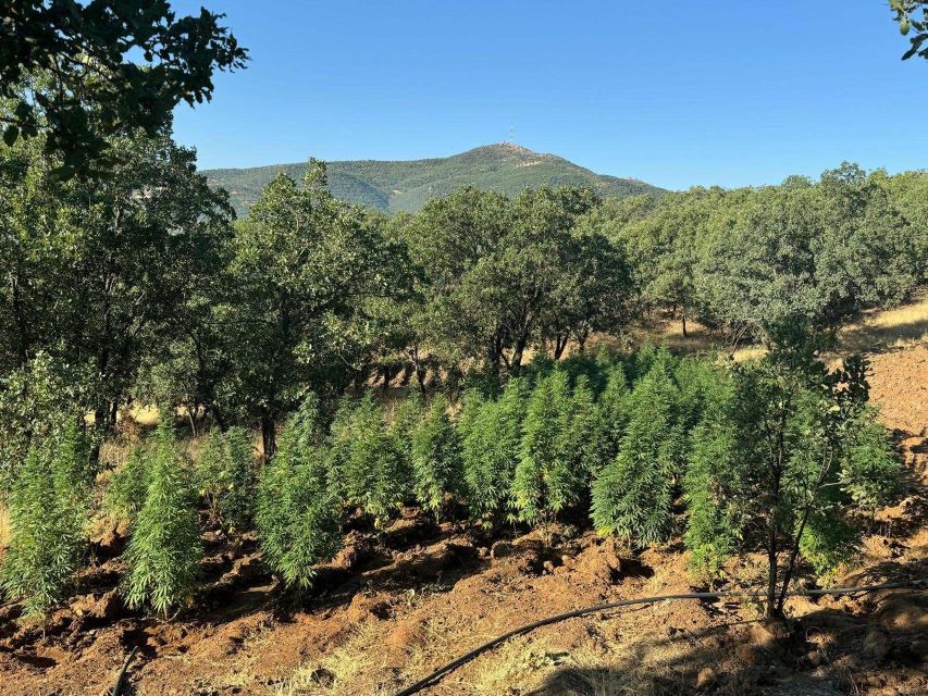 Diyarbakır’da 1 milyon 657 bin 420 kök kenevir/skunk bitkisi ele geçirildi