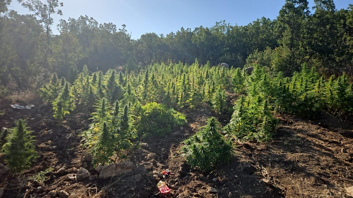 Diyarbakır’da 2 milyon 269 bin 200 kök kenevir/skunk bitkisi ele geçirildi