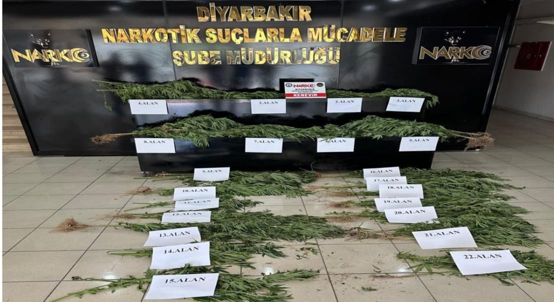 Diyarbakır’da Şafak Operasyonu: piyasa değeri yaklaşık 140 Milyon TL olduğu tahmin edilen 7 bin 25 kök hint keneviri imha edildi