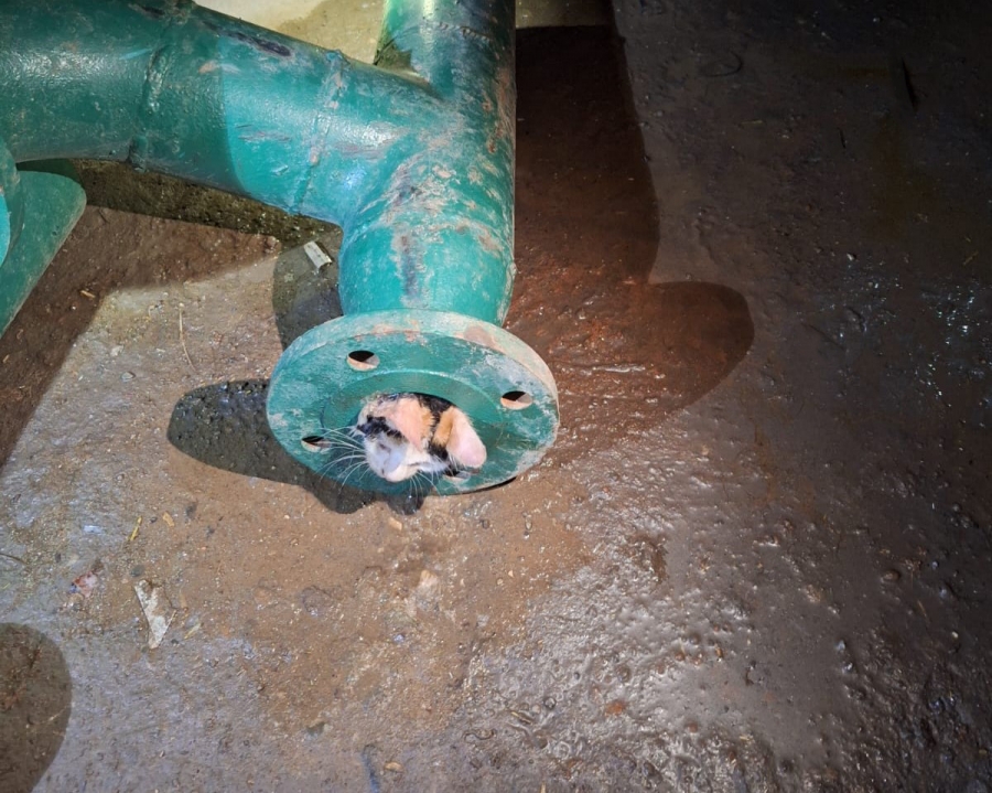 Diyarbakır’da su borusuna sıkışan yavru kedi kurtarıldı