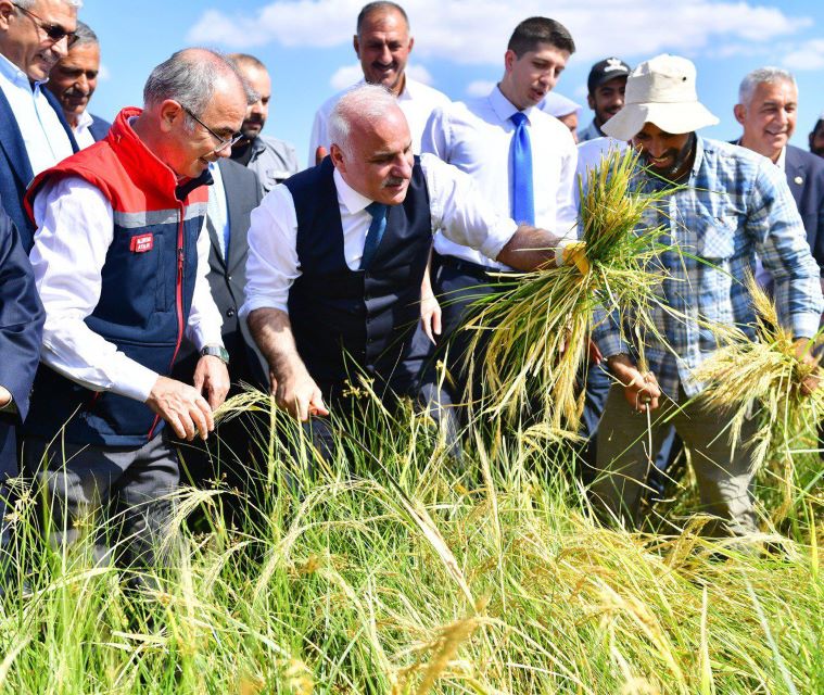 Karacadağ Pirincinde Hasat Dönemi