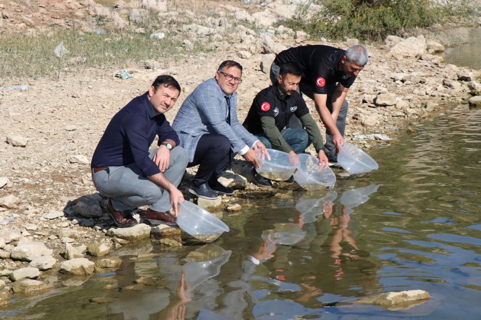 Dicle İlçesindeki Kralkızı Barajı’na 100 bin pullu sazan yavrusu bırakıldı