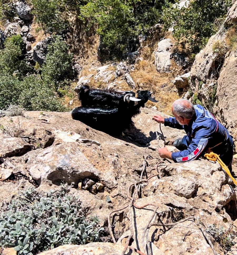 Dicle’de kayalıklarda mahsur kalan keçiler kurtarıldı