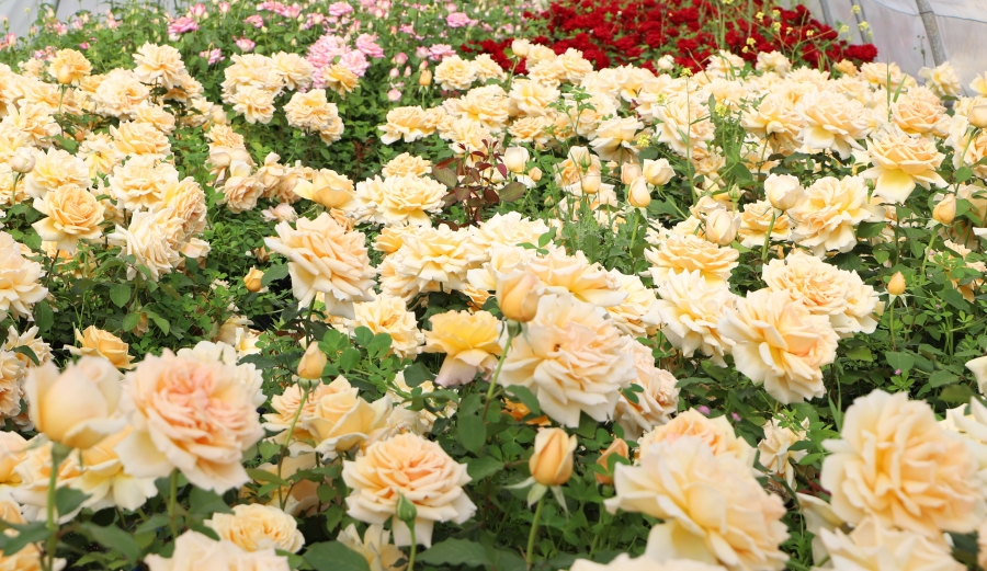 Diyarbakır’da güller yeşil alanları süslüyor