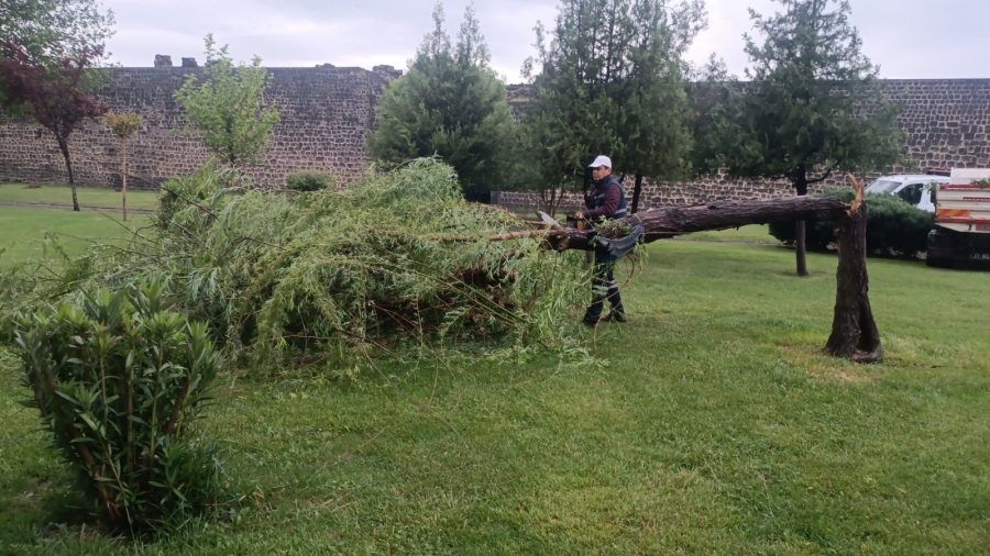 Olumsuz hava koşullarında 370 ağaç zarar gördü