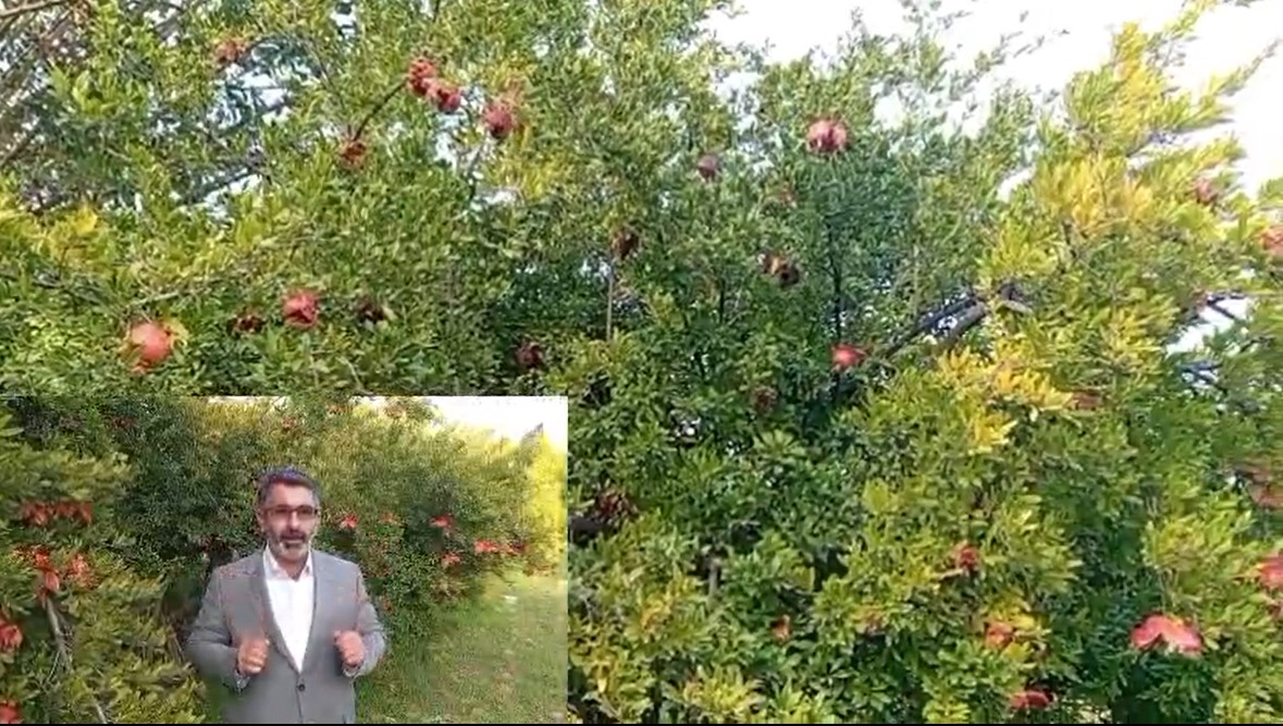 HÜDA PARlı Ali Göçtürk: “Üretimde olan narlarımızın büyük bir kısmının heba olduğunu görüyoruz”