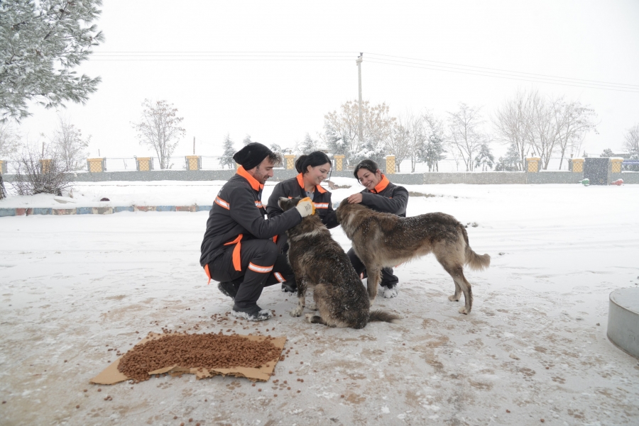 Sokak hayvanları için 50 noktaya mama bırakıldı