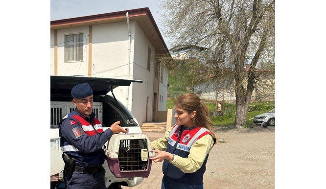 Diyarbakır’da jandarma tarafından bulunan yaralı şahin tedavi edildi