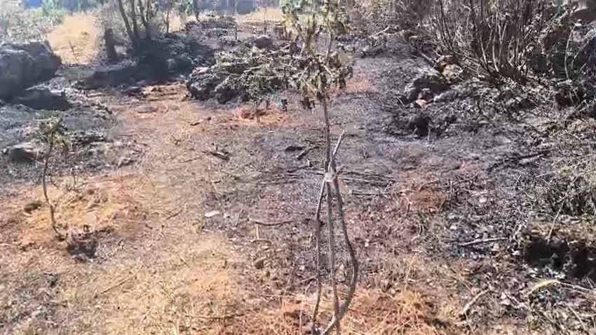 Dicle’de söndürülen örtü yangınında bazı meyve ağacı zarar gördü