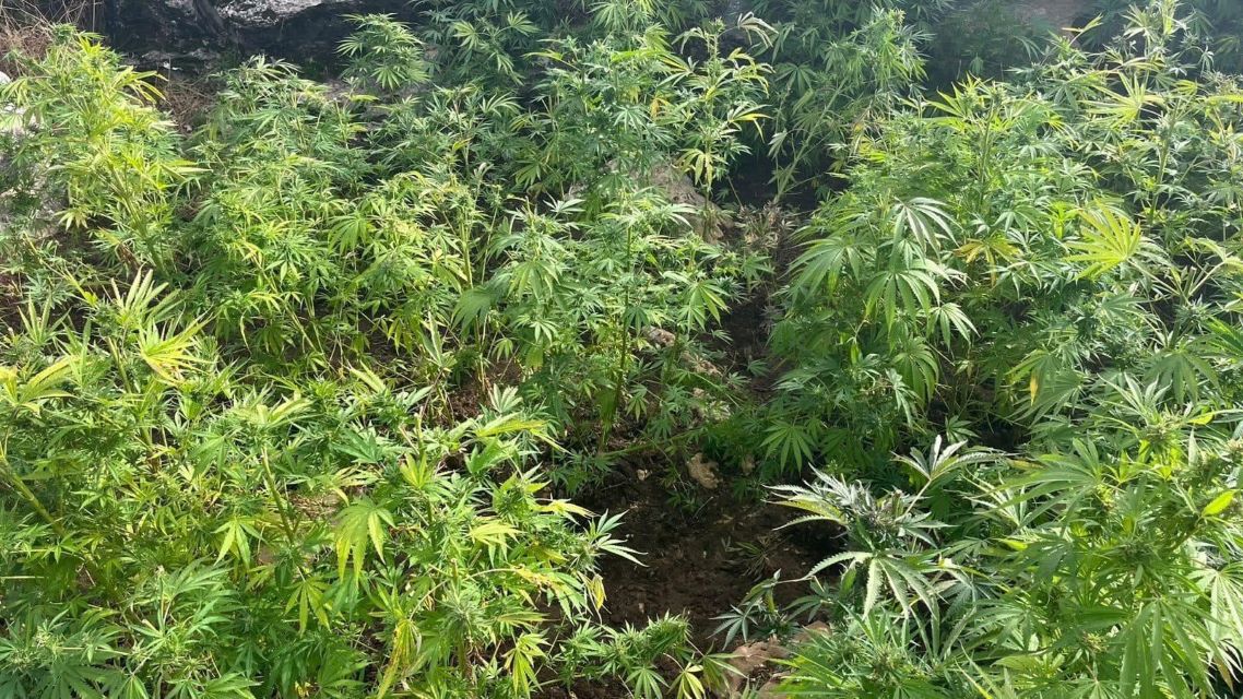 Diyarbakır’da 44 bin 327 kök kenevir/skunk ele geçirildi