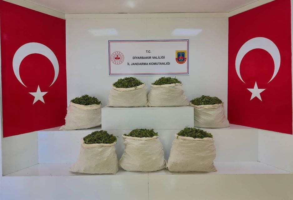Diyarbakır’da 59 bin 221 kök kenevir/skunk ele geçirildi