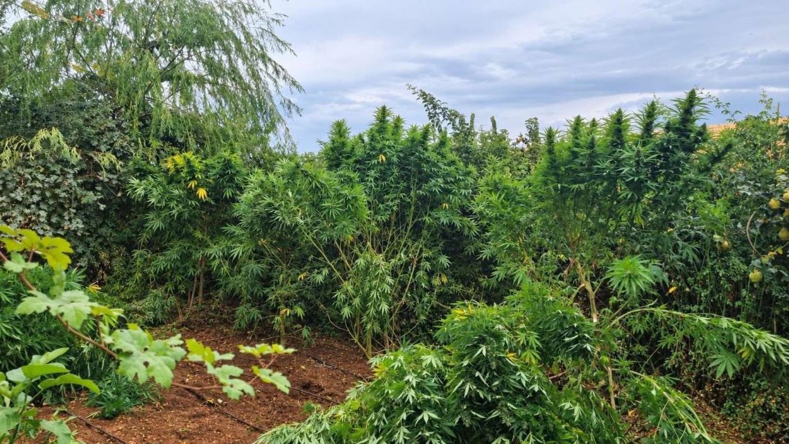 Diyarbakır’da 97 bin 743 kök kenevir/skunk ele geçirildi